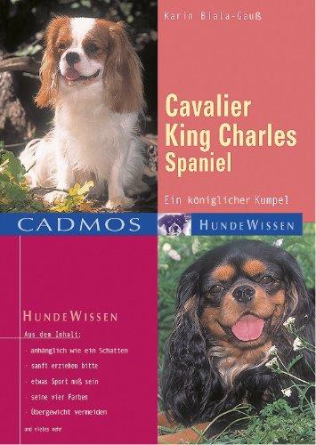 Cavalier King Charles Spaniel: Ein königlicher Kumpel