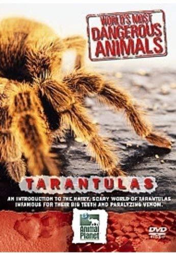 Worlds Most Dangerous Animals - Tarantulas [Import anglais]