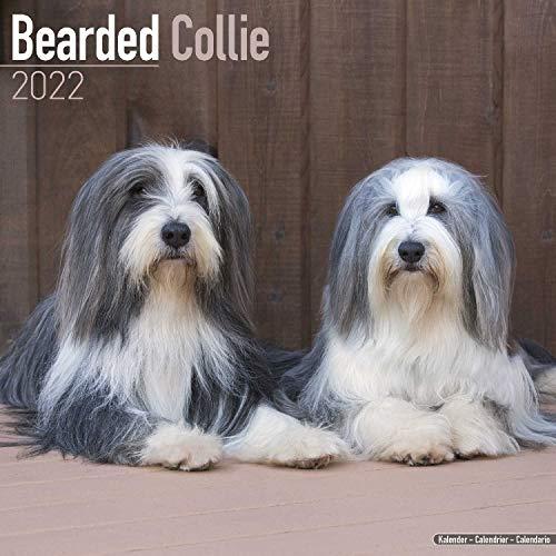 Bearded Collie 2022 - 16-Monatskalender: Original Avonside-Kalender [Mehrsprachig] [Kalender] (Wall-Kalender)