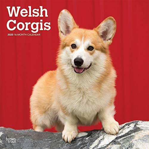 Welsh Corgis 2020 - 16-Monatskalender mit freier DogDays-App: Original BrownTrout-Kalender [Mehrsprachig] [Kalender] (Wall-Kalender)