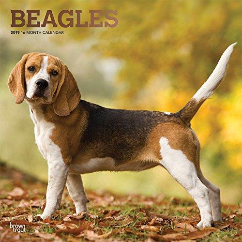 Beagles 2019 - 18-Monatskalender mit freier DogDays-App (Wall-Kalender)