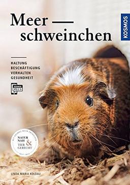 Meerschweinchen: Haltung, Beschäftigung, Verhalten und Gesundheit