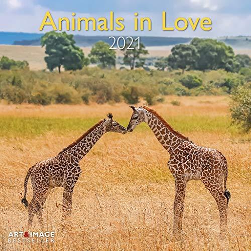 Animals in Love 2021 - Wand-Kalender - Broschüren-Kalender - A&I - 30x30 - 30x60 geöffnet