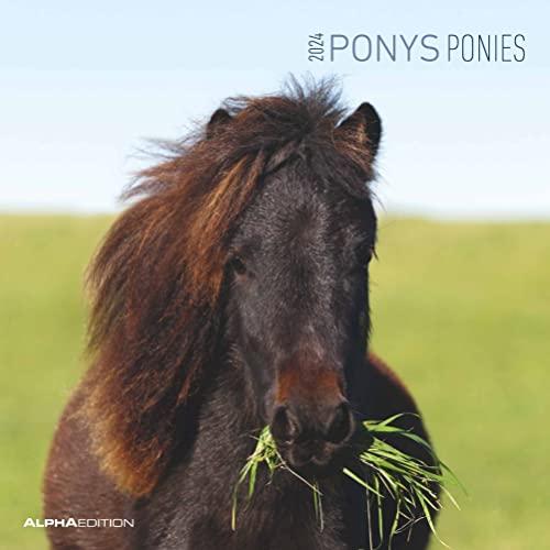 Ponys 2024 - Broschürenkalender 30x30 cm (30x60 geöffnet) - Kalender mit Platz für Notizen - Ponies - Bildkalender - Wandplaner - Pferdekalender: Ponies - Pferde