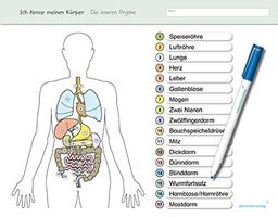 Ich kenne meinen Körper - Die inneren Organe: Für die 3. bis 6. Klasse - Stabile wiederbeschreibbare Lernvorlage im großen Format (Vorder- und ... - trocken abwischbar ohne zu schmieren