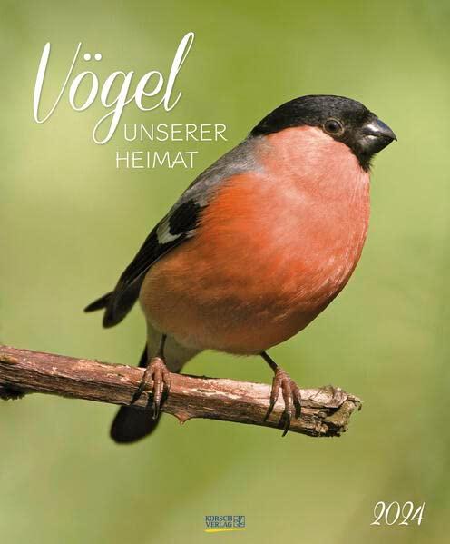 Vögel unserer Heimat 2024: Wandkalender groß. Fotokunst-Kalender mit Bildern von Vögeln in der heimischen Natur. 45,5 x 55 cm