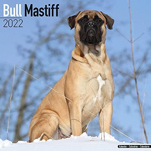 Bullmastiff 2022 - 16-Monatskalender: Original Avonside-Kalender [Mehrsprachig] [Kalender] (Wall-Kalender)