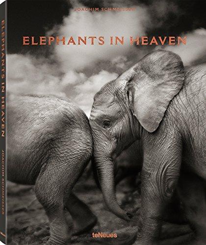 Elephants in heaven