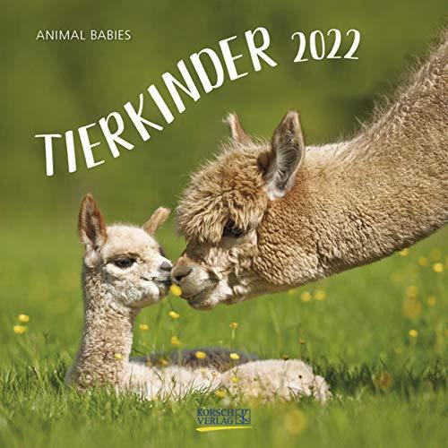 Tierkinder 2022: Broschürenkalender mit Ferienterminen. Babys von Tieren in süßen Bildern. 30 x 30 cm