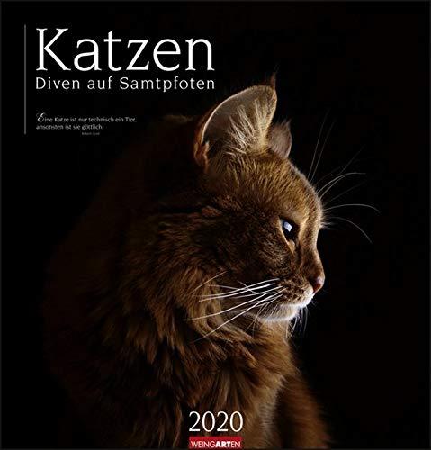 Katzen - Diven auf Samtpfoten 2020 46x48cm