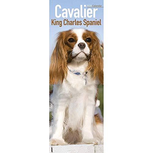 Avonside Publishing Ltd: Cavalier King Charles Spaniel Slim