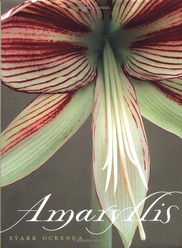 Amaryllis