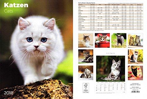 Kalenderfabrik Katzen 2018 - Bildkalender (24 x 34) - Tierkalender