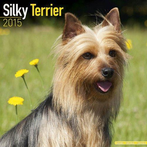 Silky Terrier 2015