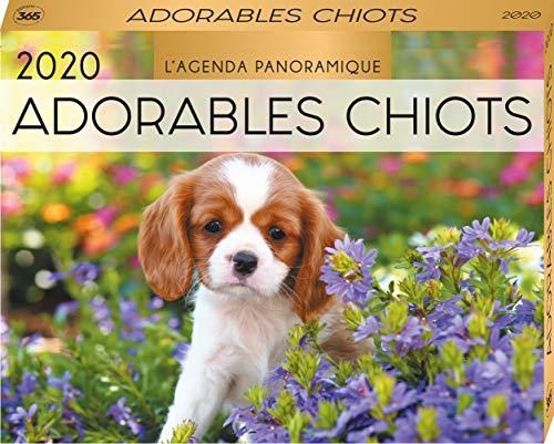 Adorables chiots 2020 : l'agenda panoramique