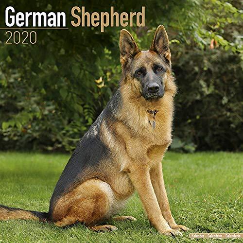 Avonside Publishing Ltd: German Shepherd Calendar 2020