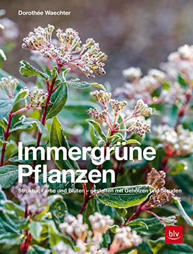 Immergrüne Pflanzen: Struktur, Farbe und Blüten - Gestalten mit Gehölzen und Stauden (Gartengestaltung)