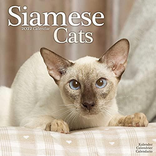 Siamese Cats - Siam-Katzen 2022 - 16-Monatskalender: Original Avonside-Kalender [Mehrsprachig] [Kalender] (Wall-Kalender)