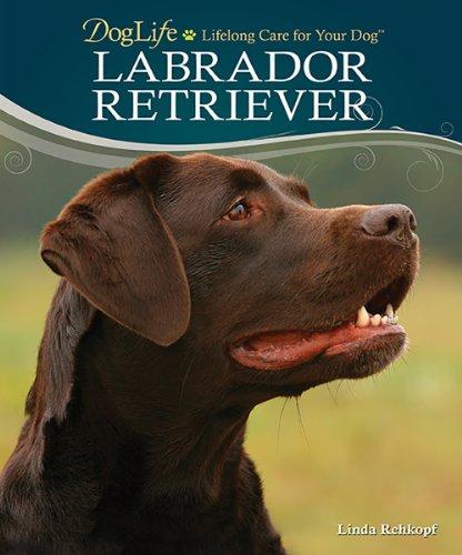 Labrador Retriever (Doglife)