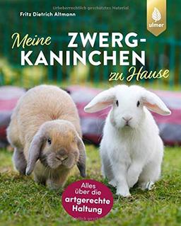 Meine Zwergkaninchen zu Hause