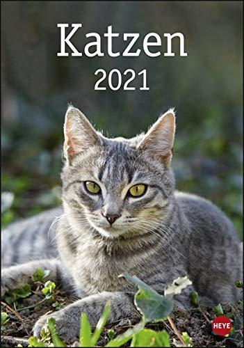 Katzen Kalender 2021