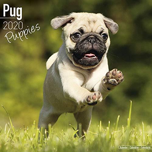 Pug Puppies Calendar 2020