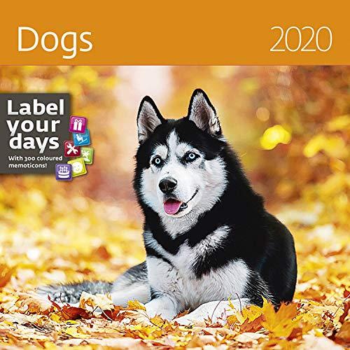 Dogs Calendar - Calendars 2019 - 2020 Wall Calendar - Photo Calendar - 12 Month Calendar by Helma (Multilingual Edition)