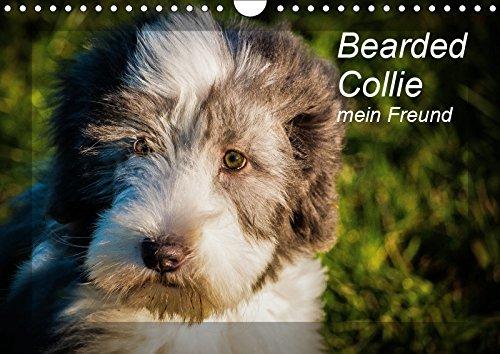 Bearded Collie, mein Freund (Wandkalender 2019 DIN A4 quer): Ein britischer Hütehund (Monatskalender, 14 Seiten ) (CALVENDO Tiere)