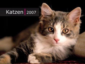 Katzen 2008