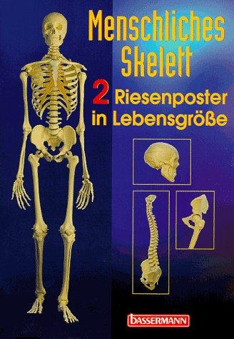 Menschliches Skelett. 2 Riesenposter in Lebensgröße