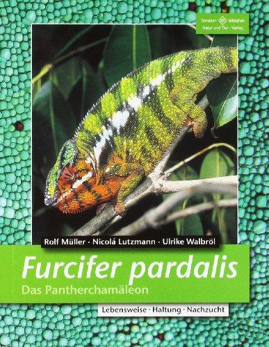 Furcifer pardalis. Das Pantherchamäleon