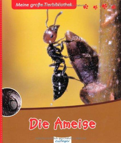 Die Ameise