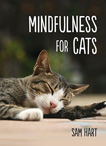 Mindfulness for Cats