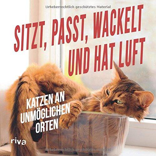 Sitzt, passt, wackelt und hat Luft: Katzen an unmöglichen Orten