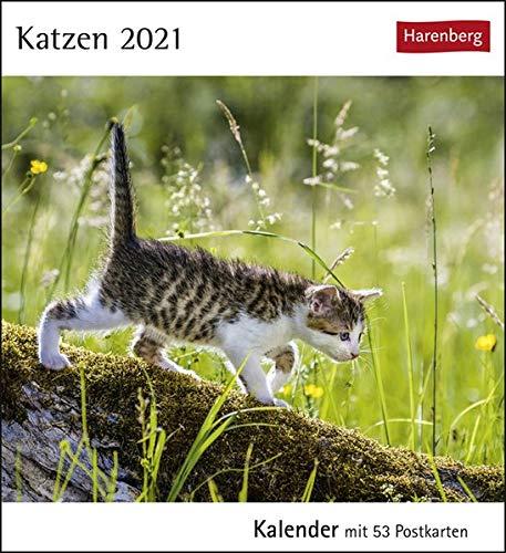 Katzen Postkartenkalender 2021 - Tischkalender mit Wochenkalendarium - 53 perforierte Postkarten zum Heraustrennen - zum Aufstellen oder Aufhängen - Format 12 x 15 cm