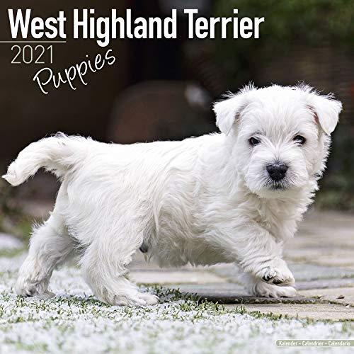 West Highland Terrier Puppies 2021 Wall Calendar