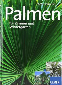 Schöne Palmen für Zimmer und Wintergarten