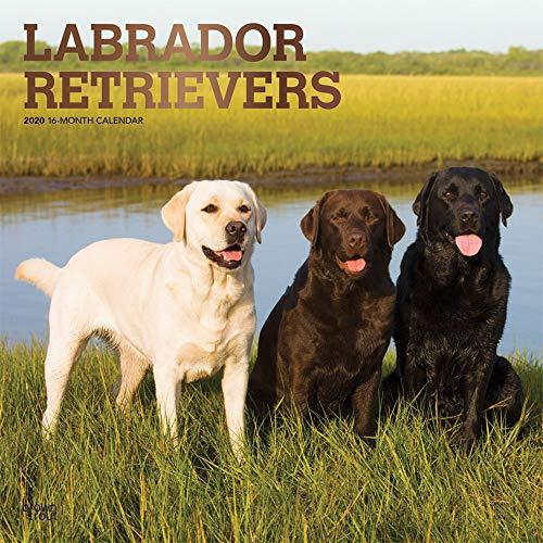 Labrador Retrievers 2020 - 16-Monatskalender mit freier DogDays-App: Original BrownTrout-Kalender [Mehrsprachig] [Kalender] (Wall-Kalender)