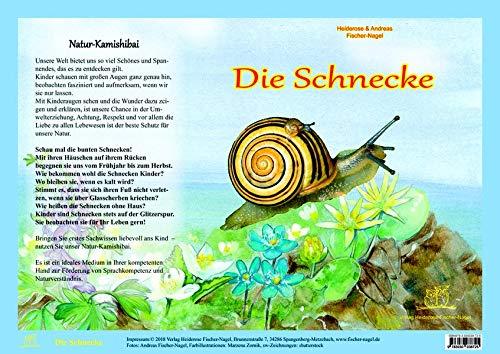 Die Schnecke - Natur-Kamishibai