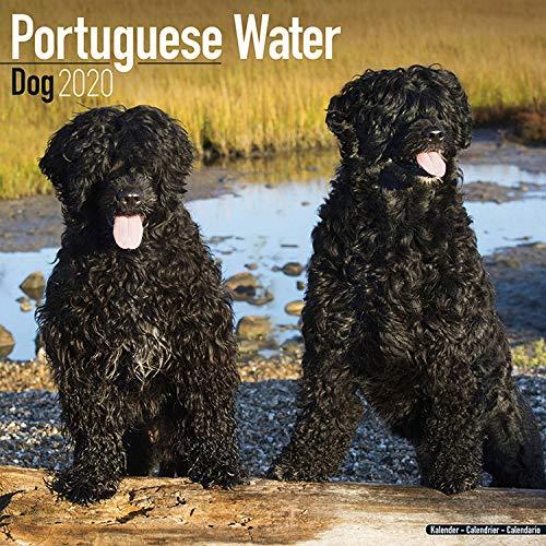 Portuguese Water Dog Calendar 2020