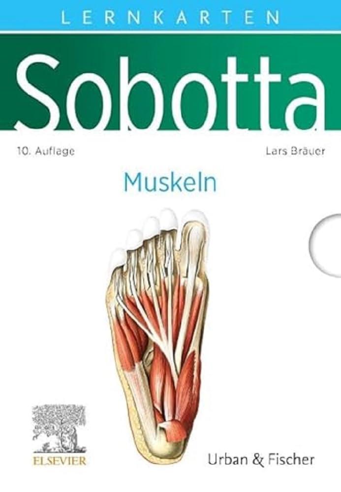 Sobotta Lernkarten Muskeln: Muskeln