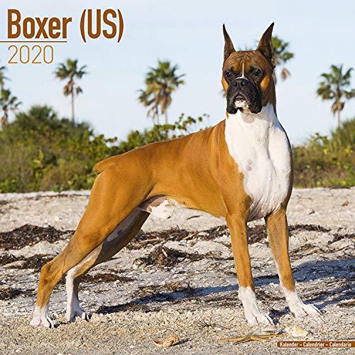 Avonside Publishing Ltd: Boxer (US) Calendar 2020