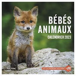 Bébés animaux : calendrier 2023