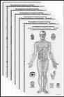 Die topographisch-anatomischen Grundlagen der chinesischen Akupunktur und Ohrakupunktur