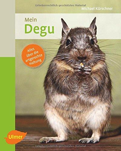 Mein Degu zu Hause