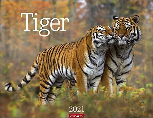 Tiger Kalender 2021