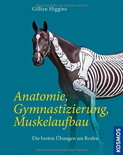 Anatomie, Gymnastizierung, Muskelaufbau: Die besten Übungen am Boden