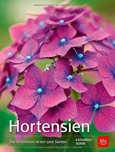 Hortensien: Die schönsten Arten und Sorten