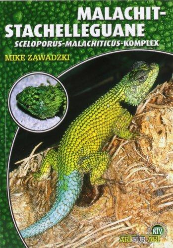 Malachit-Stachelleguane: Sceloporus-malachiticus-Komplex