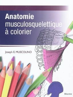 Anatomie musculosquelettique à colorier